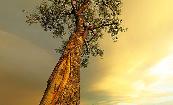 Sunset - Sabi Sand