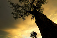 Sunset - Sabi Sand
