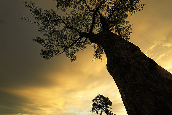 Sunset - Sabi Sand