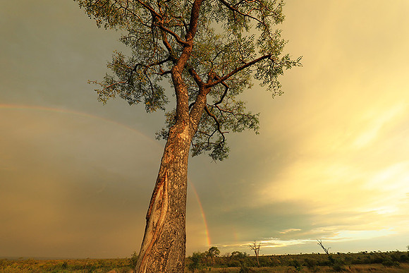 Sunset - Sabi Sand