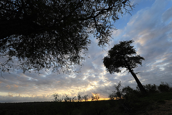 Sunrise - MalaMala