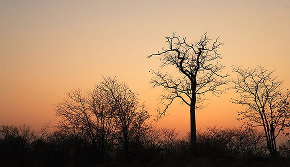 Tree silhouettes in sunset - Kruger NP