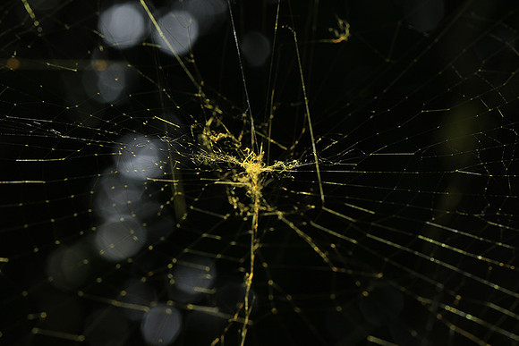 Spider web - Costa Rica