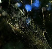 Spider web - Costa Rica