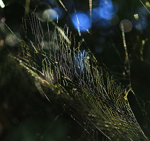 Spider web - Costa Rica