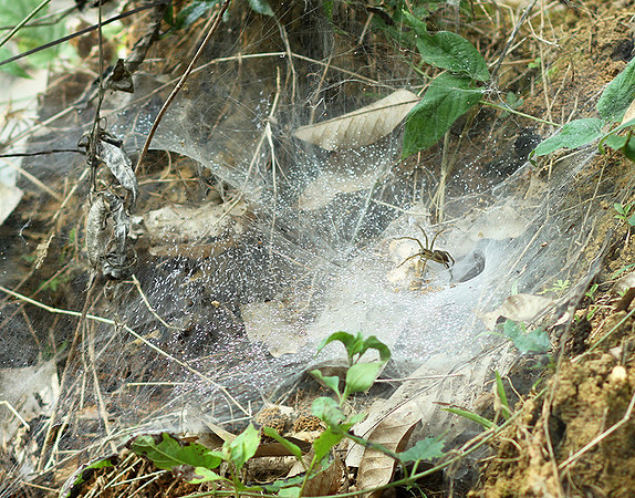 Spider webs with waterdrops - Laos