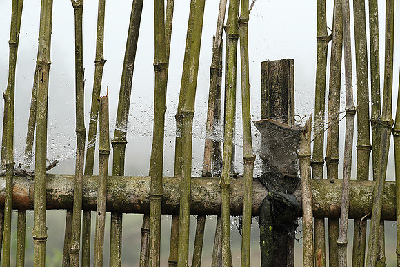 Waterdrops caught in a bamboo fence (gouttelettes de rosée dans une palissade en bambou) -Vietnam)