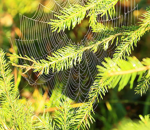 Spider web: early morning in a forest east of France (au lever du jour dans les Vosges)