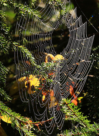 Spider web: early morning in a forest east of France (au lever du jour dans les Vosges)