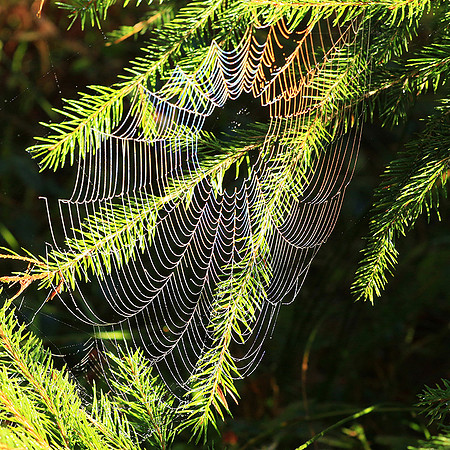 Spider web: early morning in a forest east of France (au lever du jour dans les Vosges)