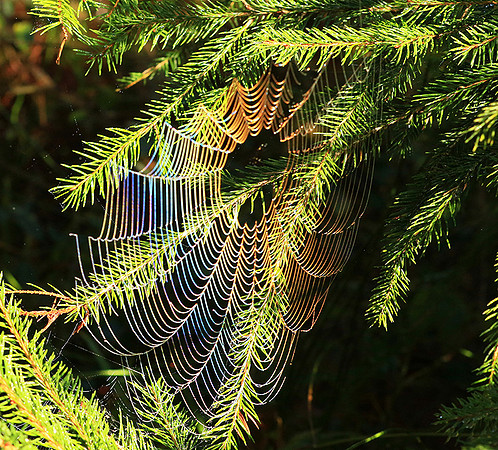 Spider web: early morning in a forest east of France (au lever du jour dans les Vosges)