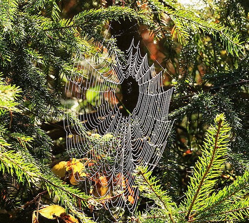 Spider web: early morning in a forest east of France (au lever du jour dans les Vosges)