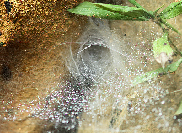 Spider webs with waterdrops - Laos
