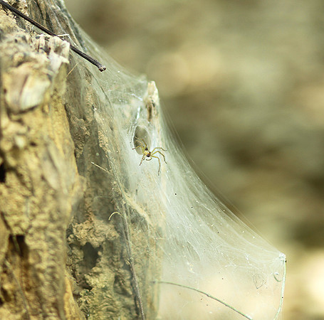 Spider webs with waterdrops - Laos