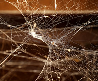 Spider web - Senegal