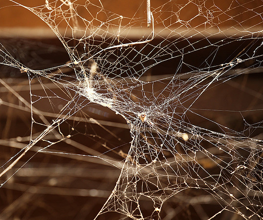 Spider web - Senegal