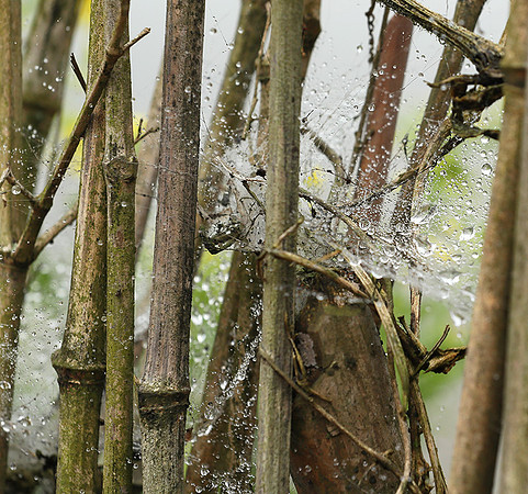 Waterdrops caught in a bamboo fence (gouttelettes de rosée dans une palissade en bambou) -Vietnam)