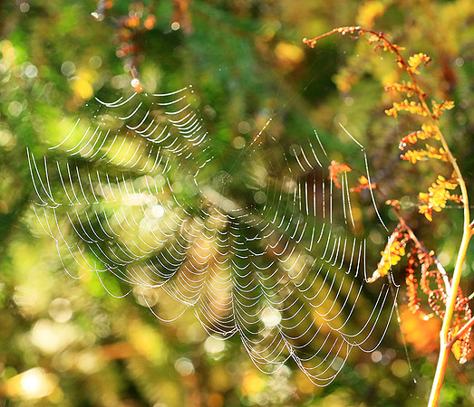 Spider web: early morning in a forest east of France (au lever du jour dans les Vosges)