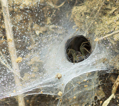 Spider webs with waterdrops - Laos