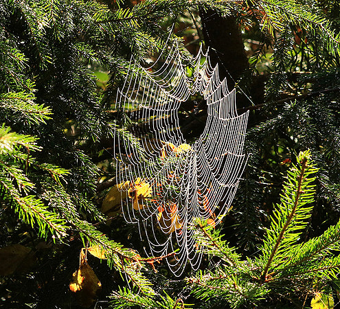 Spider web: early morning in a forest east of France (au lever du jour dans les Vosges)