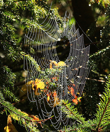 Spider web: early morning in a forest east of France (au lever du jour dans les Vosges)