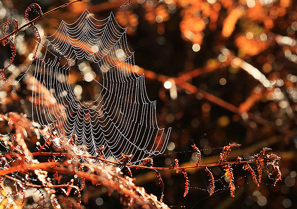 Spider web: early morning in a forest east of France (au lever du jour dans les Vosges)