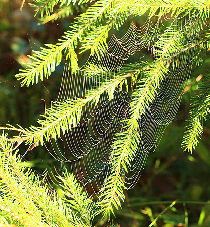 Spider web: early morning in a forest east of France (au lever du jour dans les Vosges)