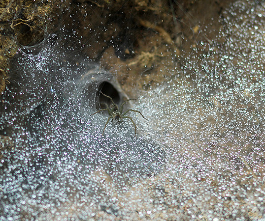 Spider webs with waterdrops - Laos