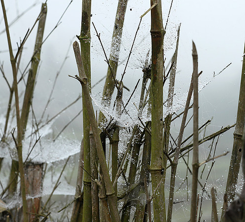 Waterdrops caught in a bamboo fence (gouttelettes de rosée dans une palissade en bambou) -Vietnam)