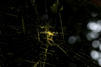 Spider web - Costa Rica
