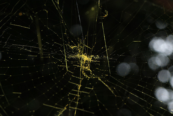 Spider web - Costa Rica