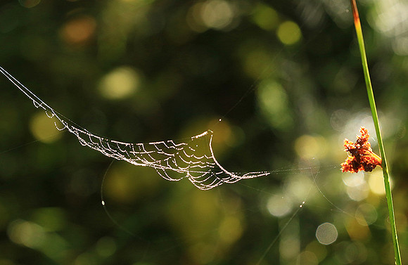 Spider web: early morning in a forest east of France (au lever du jour dans les Vosges)