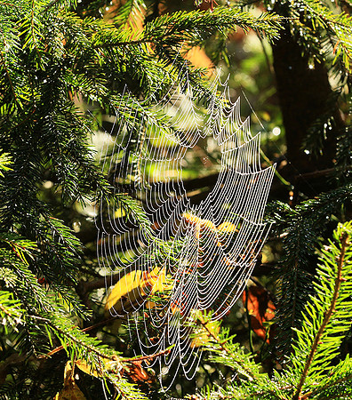 Spider web: early morning in a forest east of France (au lever du jour dans les Vosges)