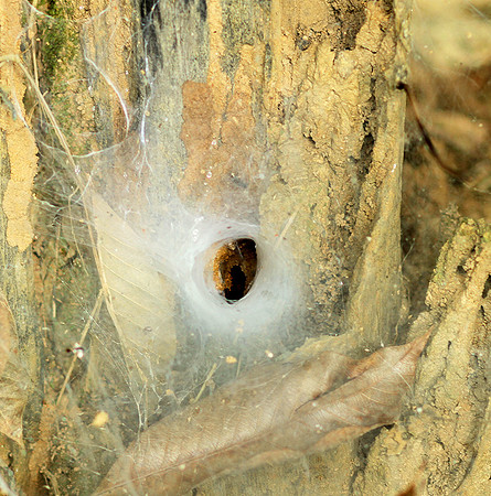 Spider webs with waterdrops - Laos
