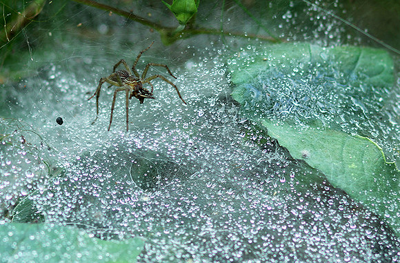Spider webs with waterdrops - Laos