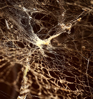 Spider web - Senegal