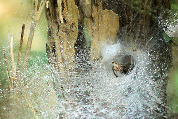 Spider webs with waterdrops - Laos