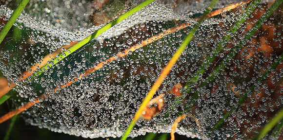 Spider web: early morning in a forest east of France (au lever du jour dans les Vosges)