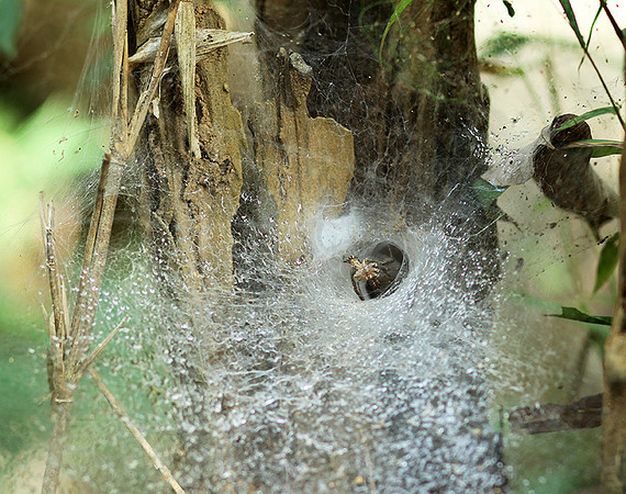 Spider webs with waterdrops - Laos