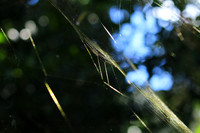 Spider web - Costa Rica