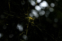 Spider web - Costa Rica