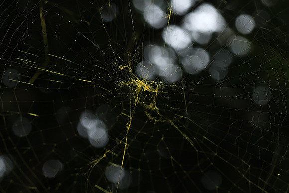 Spider web - Costa Rica