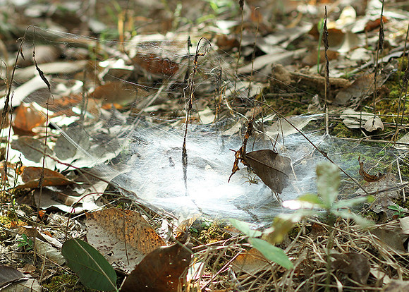Spider webs with waterdrops - Laos