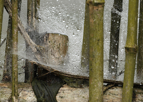 Waterdrops caught in a bamboo fence (gouttelettes de rosée dans une palissade en bambou) -Vietnam)