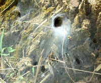 Spider webs with waterdrops - Laos