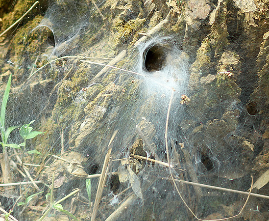 Spider webs with waterdrops - Laos