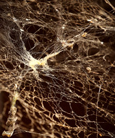 Spider web - Senegal