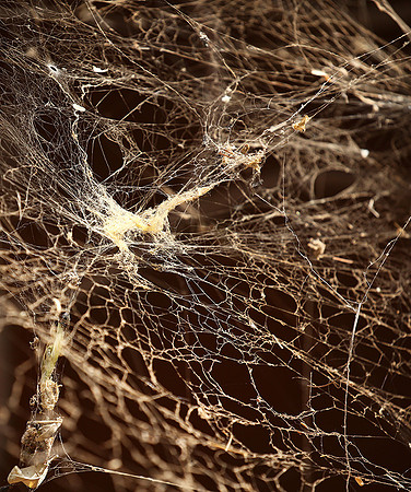 Spider web - Senegal