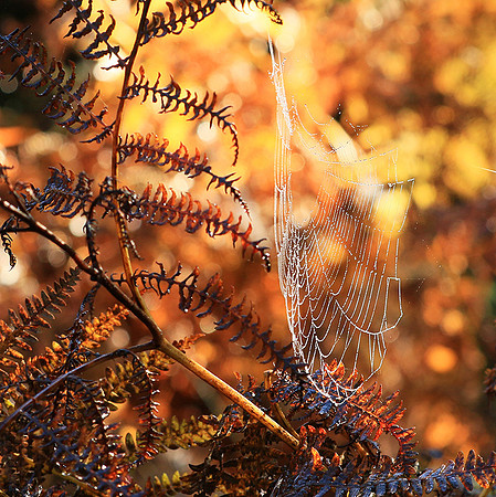 Spider web: early morning in a forest east of France (au lever du jour dans les Vosges)