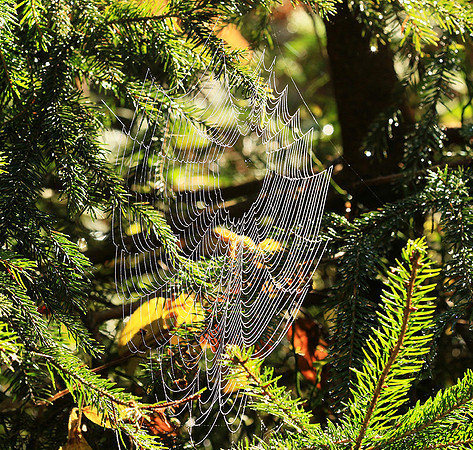 Spider web: early morning in a forest east of France (au lever du jour dans les Vosges)